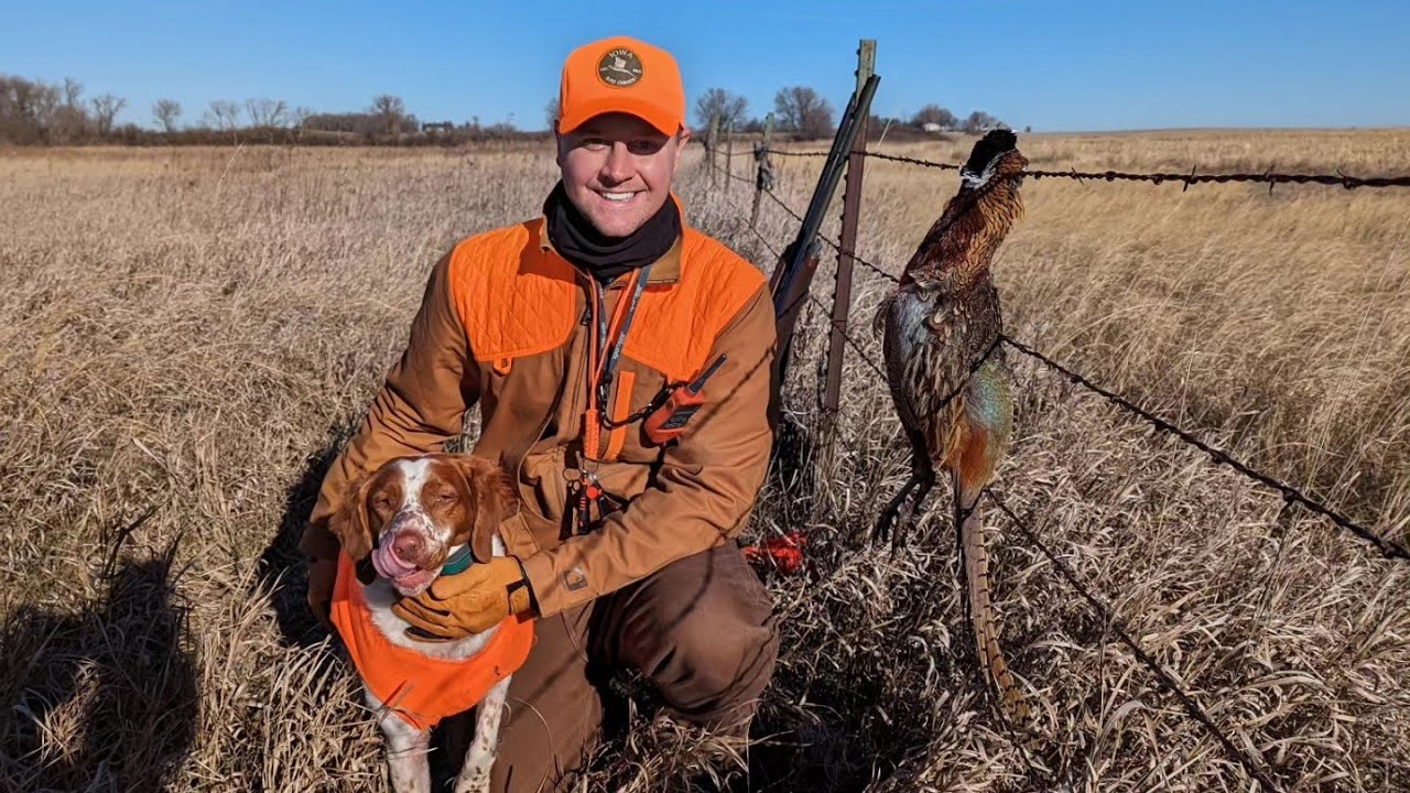 Iowa Public Land Pheasants - Late November 2023