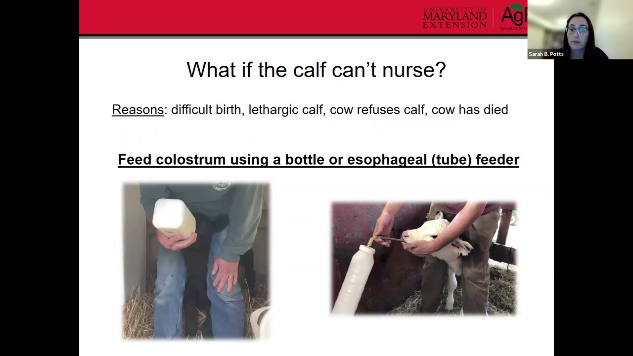 Calf Care 101