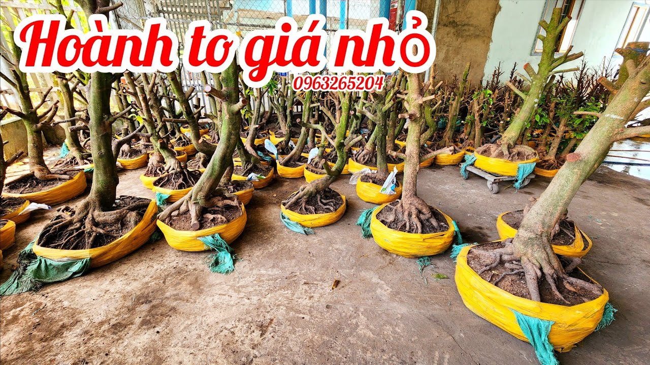 19/3 Chị Thu 0963265204 phôi mai giảo bonsai hoành to giá nhỏ|MaivàngThanhTâm