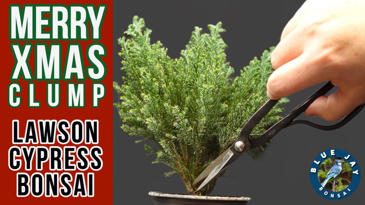 Merry Christmas Clump - Starting a Lawson Cypress Kabudachi Bonsai