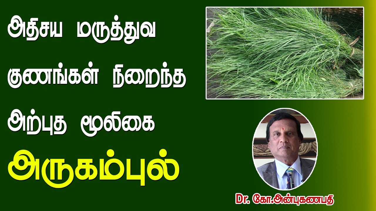 அதிசய மருத்துவ குணங்கள் நிறைந்த அருகம்புல் | Arugampul (Bermuda Grass) medicinal uses
