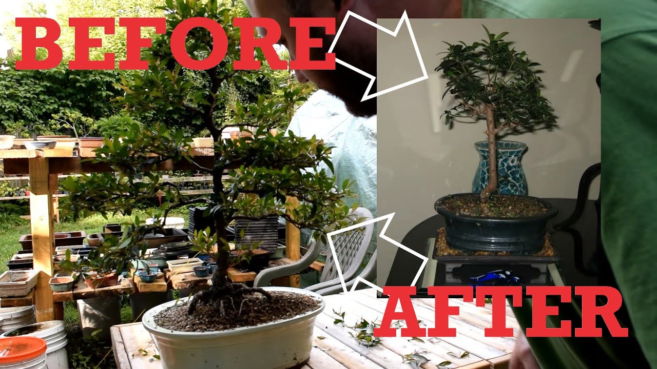 Pruning One of My First Bonsai Trees, A 20-Year-Old Brush Cherry. Plus, A Quick Tour of My Garden.