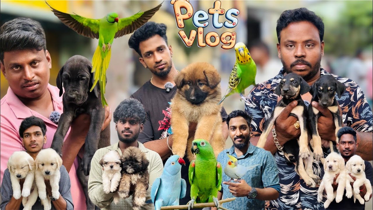 Sunday Pets Market 2026 4K Video | Cute Pets in Chennai Open Market | pets vlog