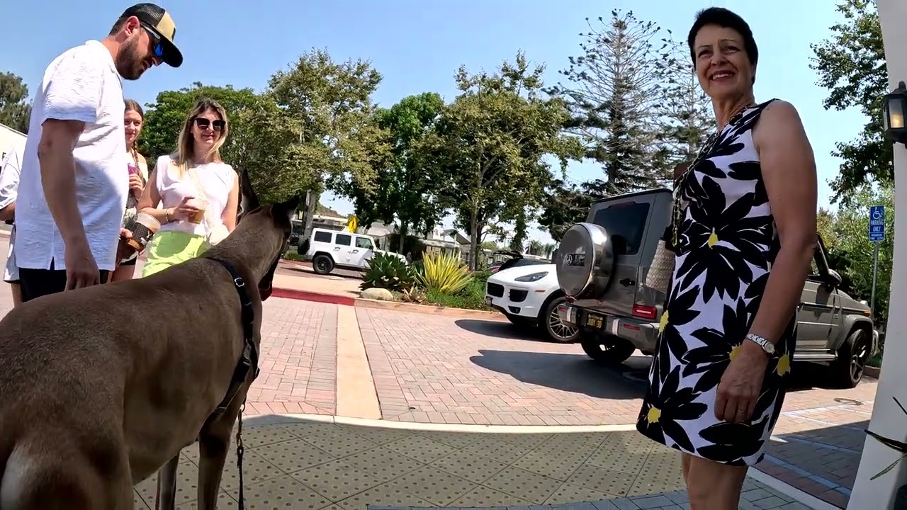 Cash 2.0 Great Dane meeting new people in Malibu 48