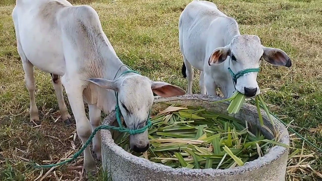 Ela não quis deitar 