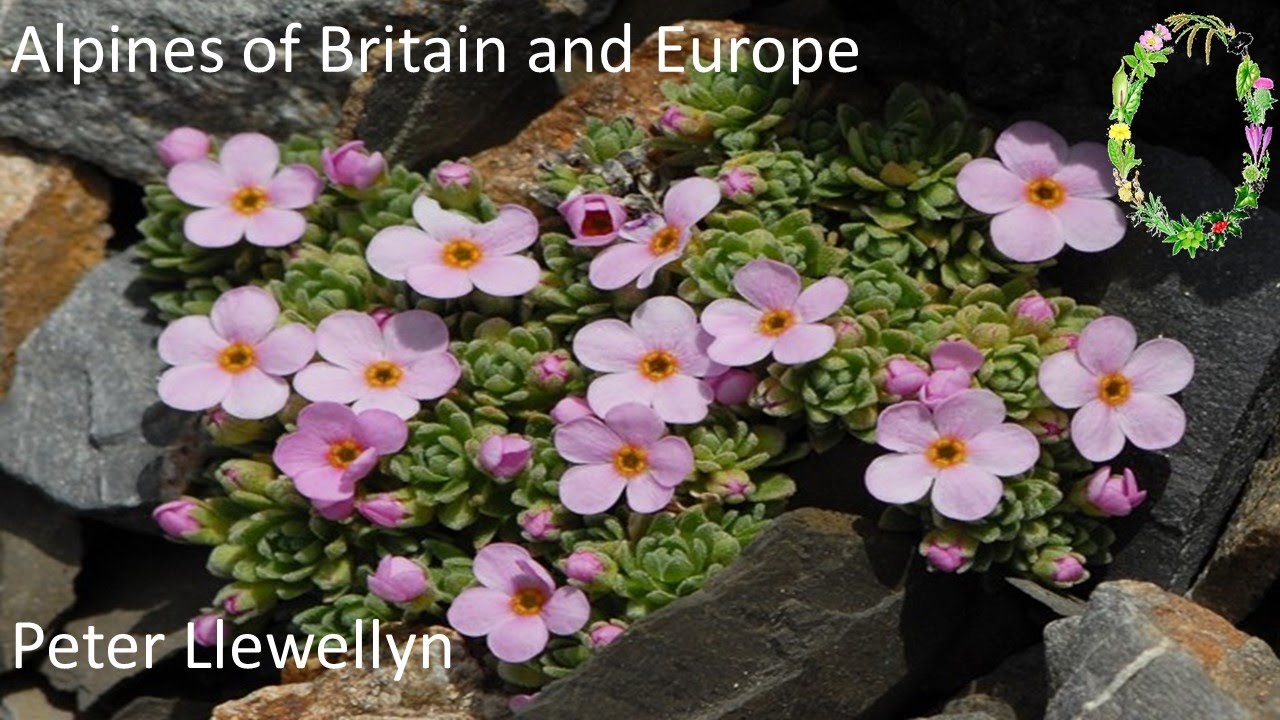 Alpines Of Britain And Europe