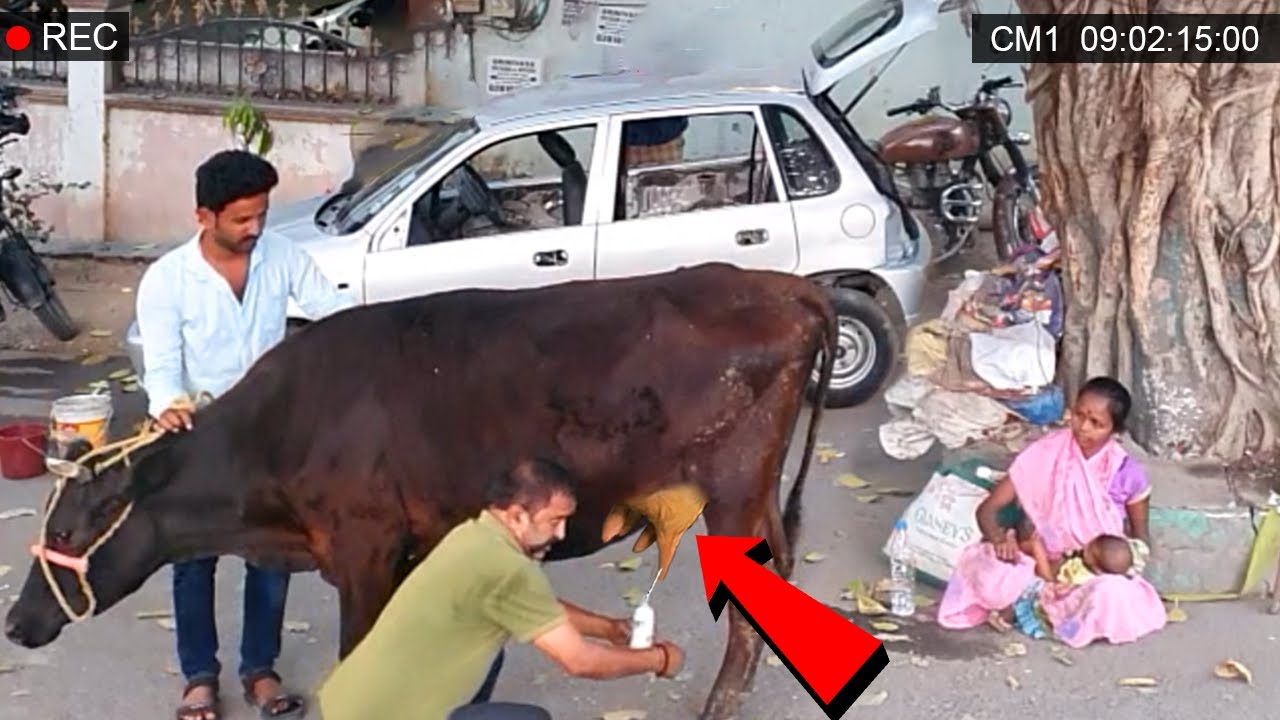 This Was Satiesfying..!🙏See What This Cow Owner Did For This Lady| Humanity is Still Alive #kindness