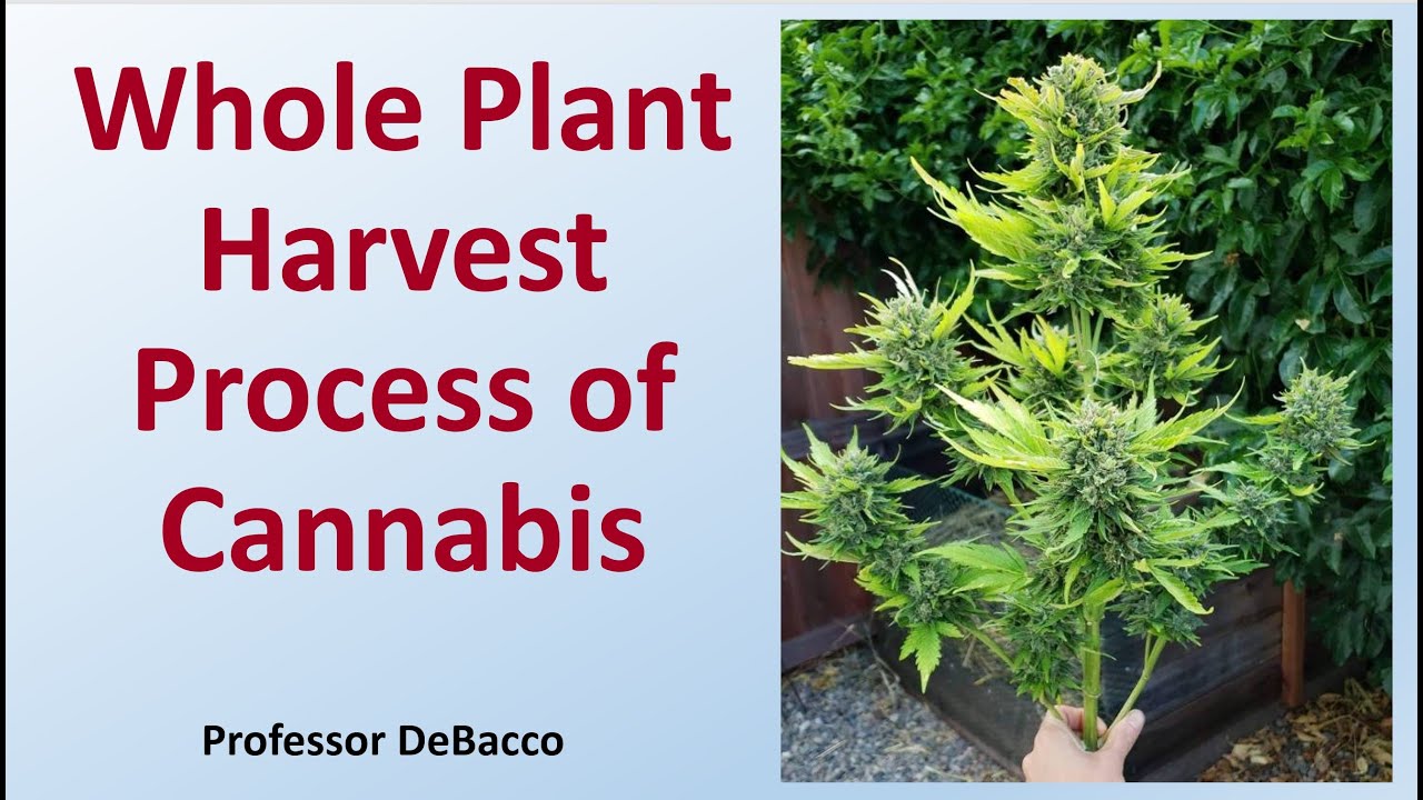 Whole Plant Harvest Process of Cannabis