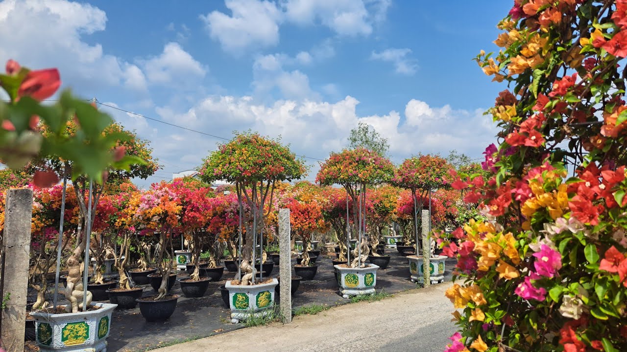 Vườn hoa giấy tán dù phôi đẹp l Cắt tīa kê tàn hoa giấy nhiều hoa ngày Tết 