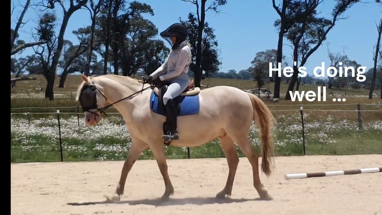 Majestic Kalico ridden training work.