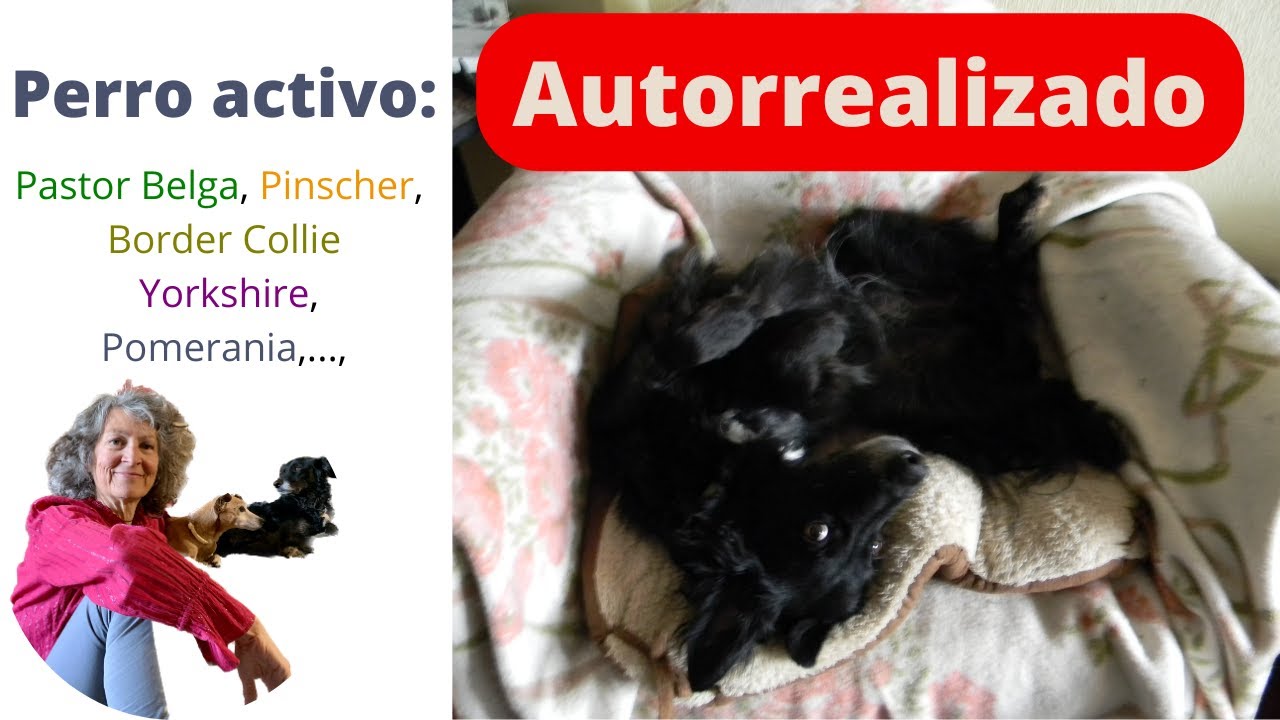 Perro activo autorrealizado 