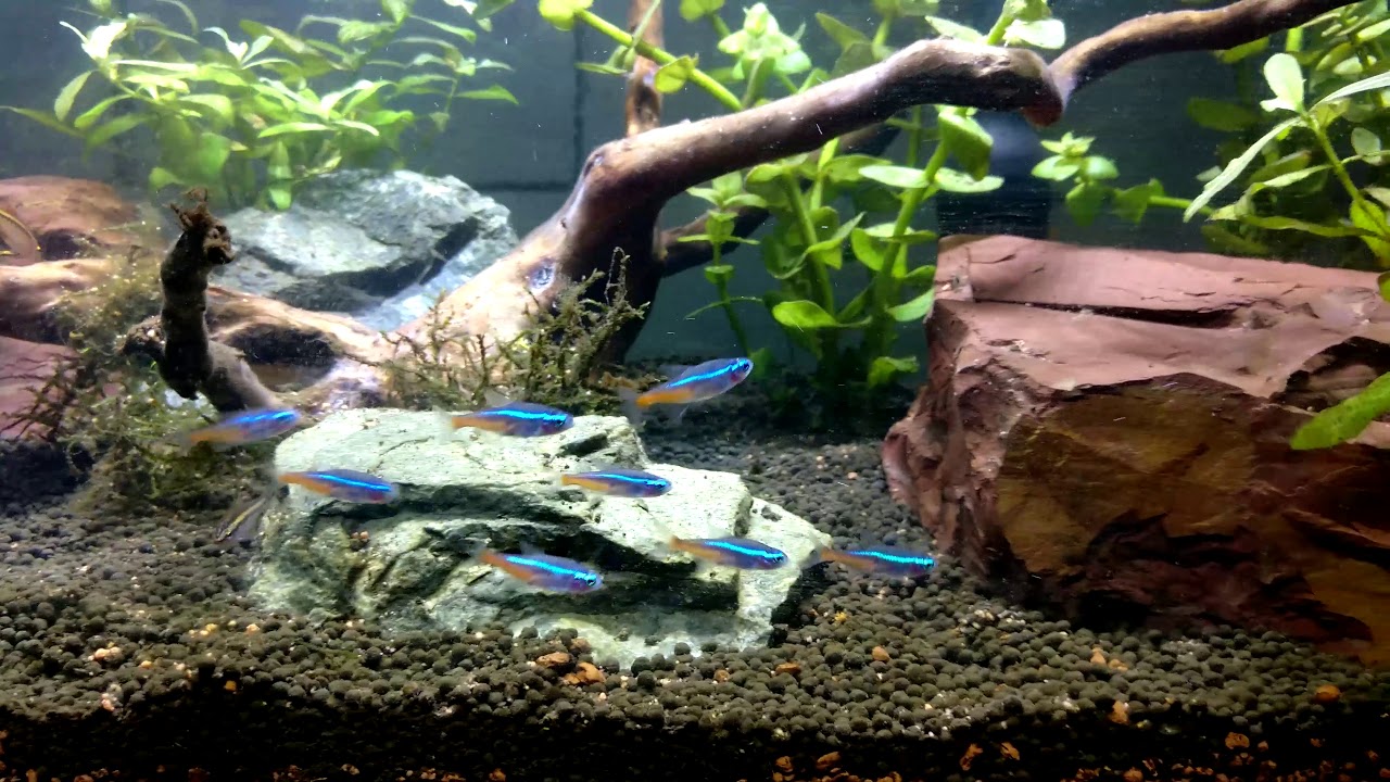 Neon Tetras and harlequin rasboras playing in water current (4K)