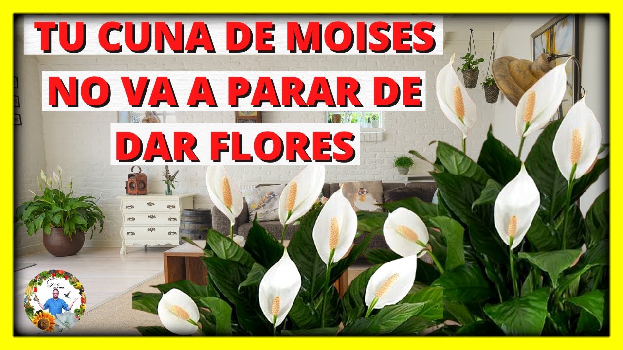 MI CUNA DE MOISES NO FLORECE, COMO TENER LA PLANTA spathiphyllum FLORECIDA | Gio de la Rosa