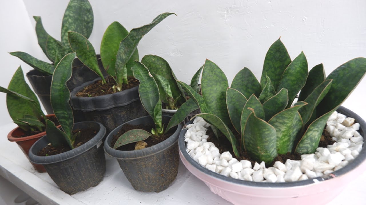 Need to Cut and Re-Plant Whale Fin Snake Plant / Sansevieria Masoniana for a Better Houseplant Decor