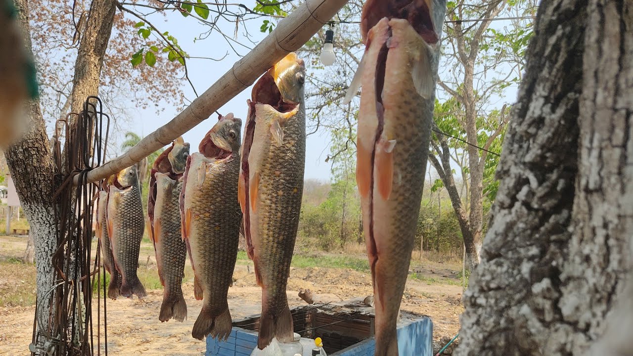 como preparar a melhor isca para pegar pial Açu e piraputanga aqui no Rio Miranda