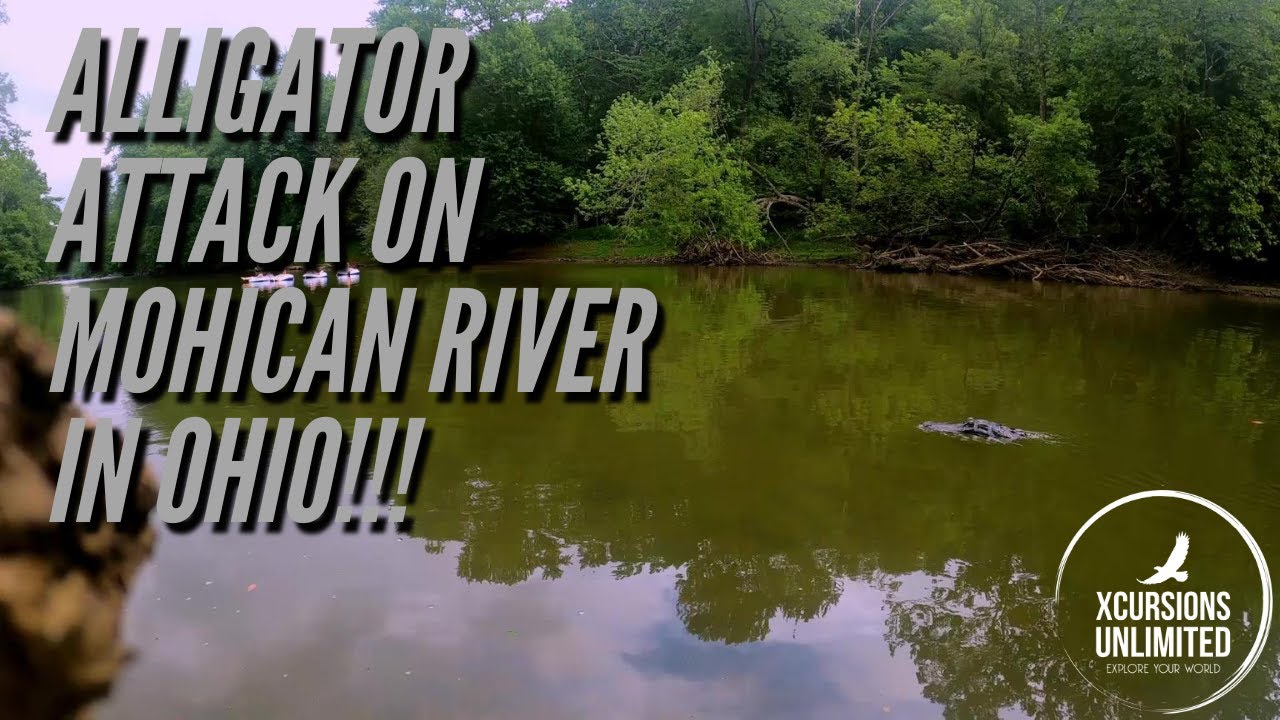 R/C Alligator attack on the Mohican River in Ohio! Watch til the end!