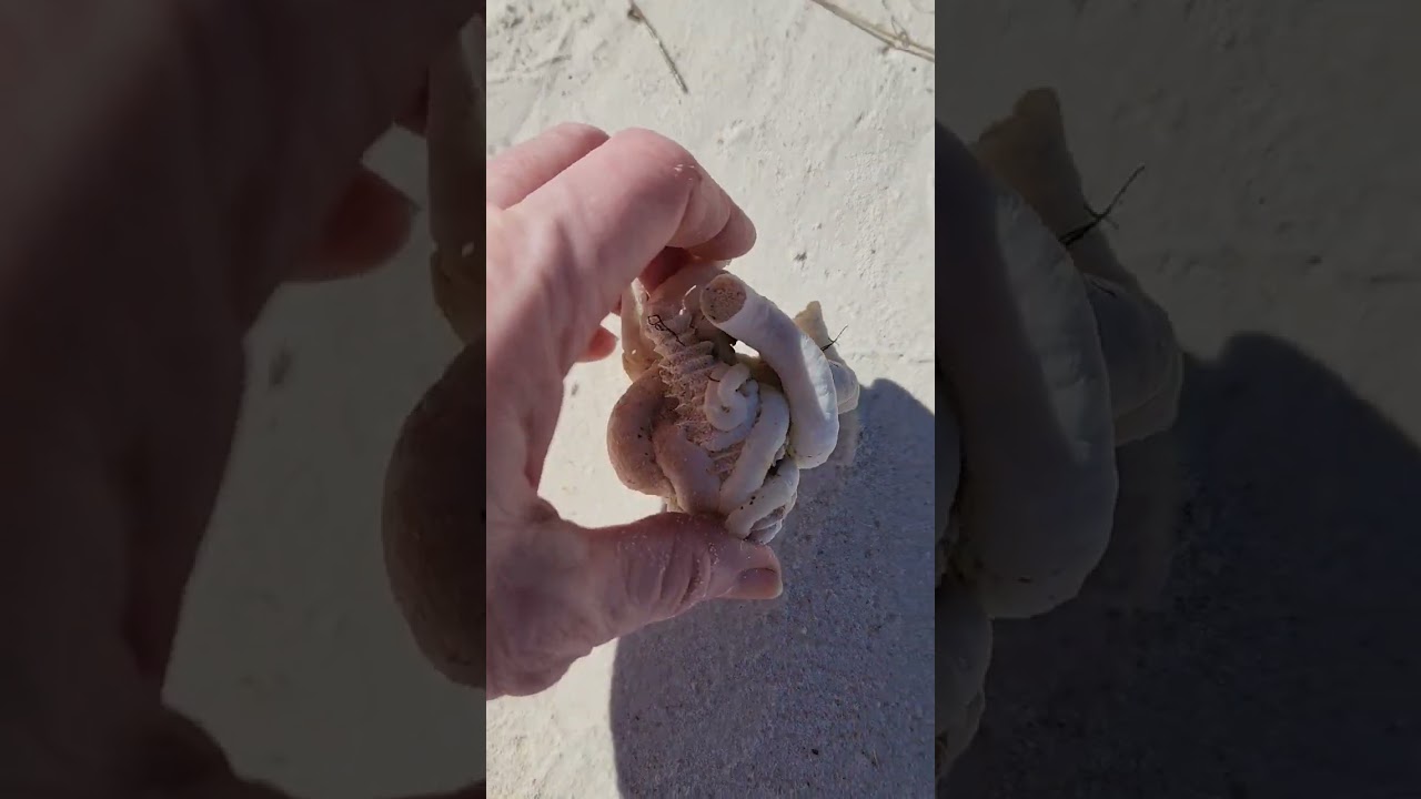 Densipora Curragata & Tube Worm: Wrapped Together 