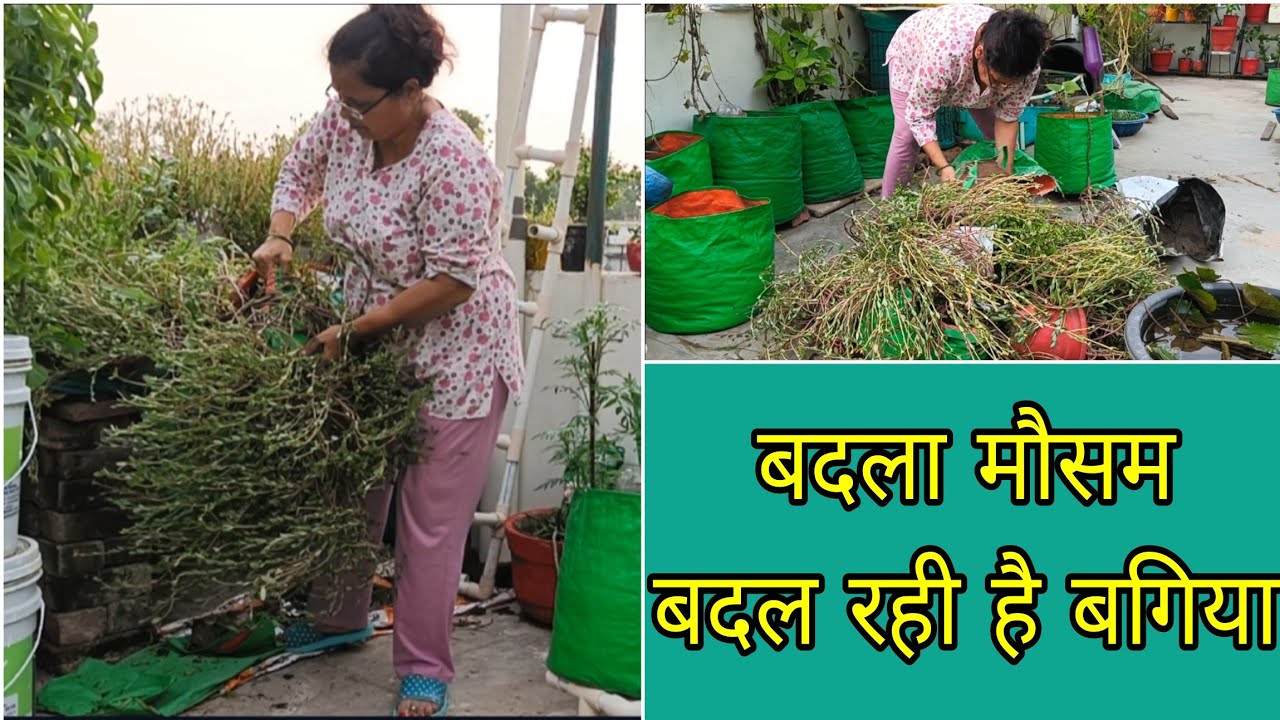 How I change my terrace garden with season 