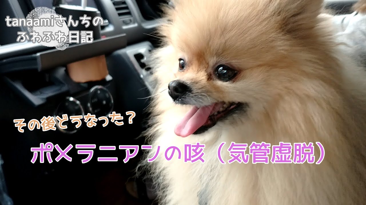 【ふわふわ日記】 犬の咳_気管虚脱の途中経過_セレニア錠とカルボシステイン