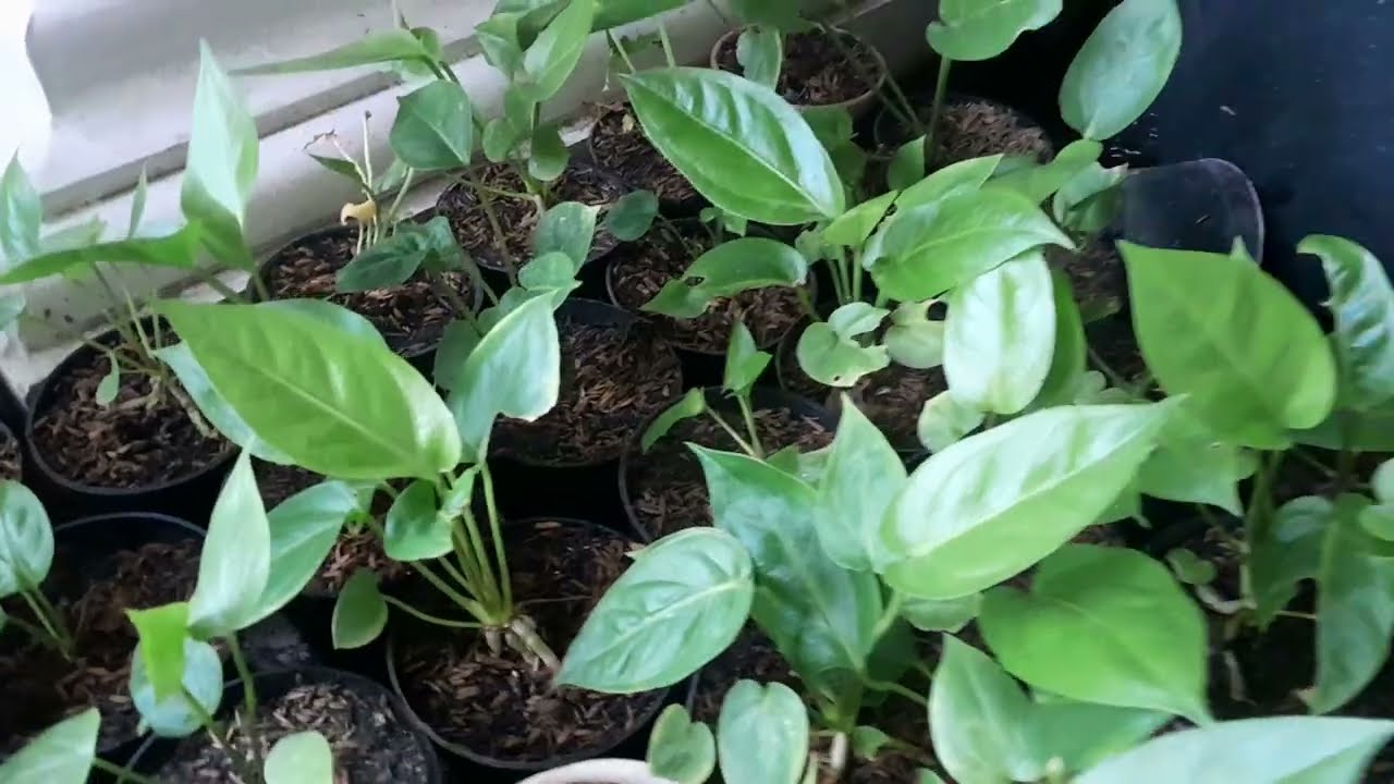 Perkembangan Anthorim Hokeri, hasil Menanam dari Biji