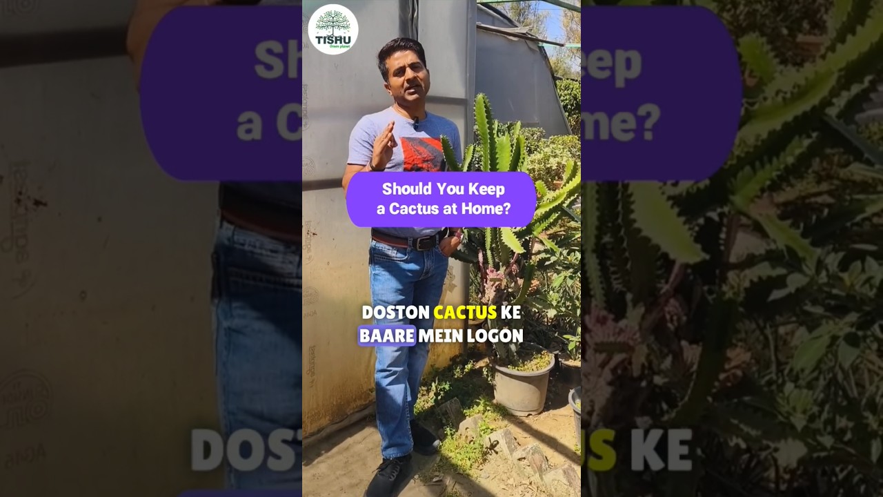 Cactus Magic: Vastu, Myths & Modern Benefits 🌵