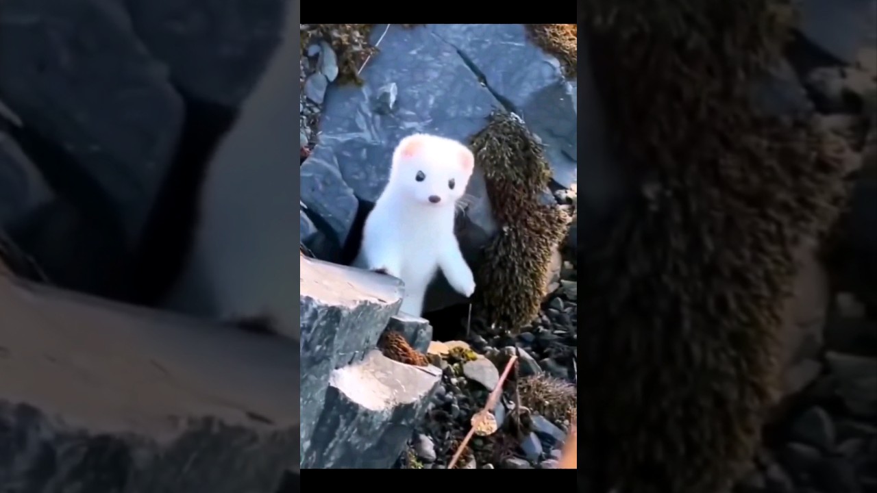Cute winter white WEASEL #shorts #animals #cute #weasel #predator #funny #smallanimal #winteranimals