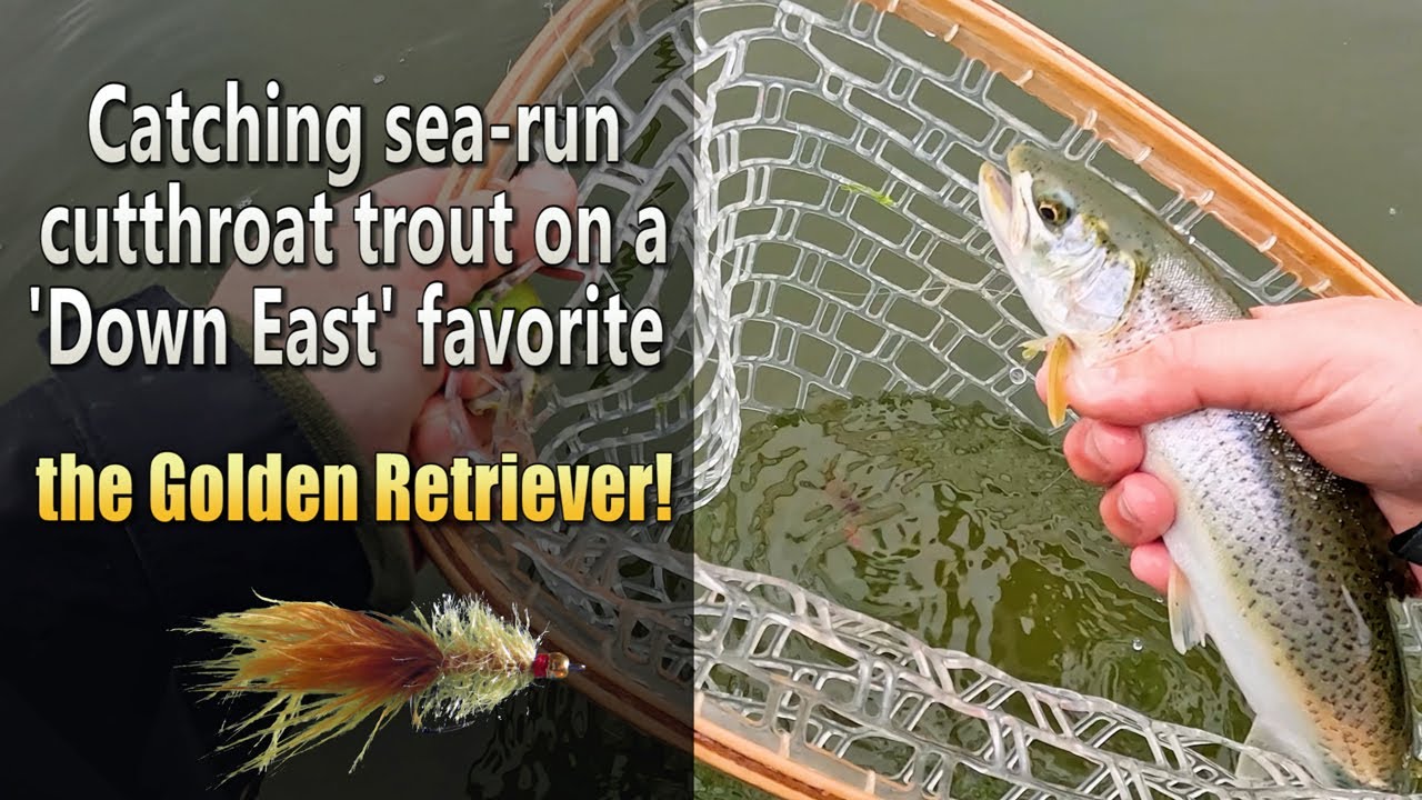 Catching sea run cutthroat trout on the Golden Retriever!