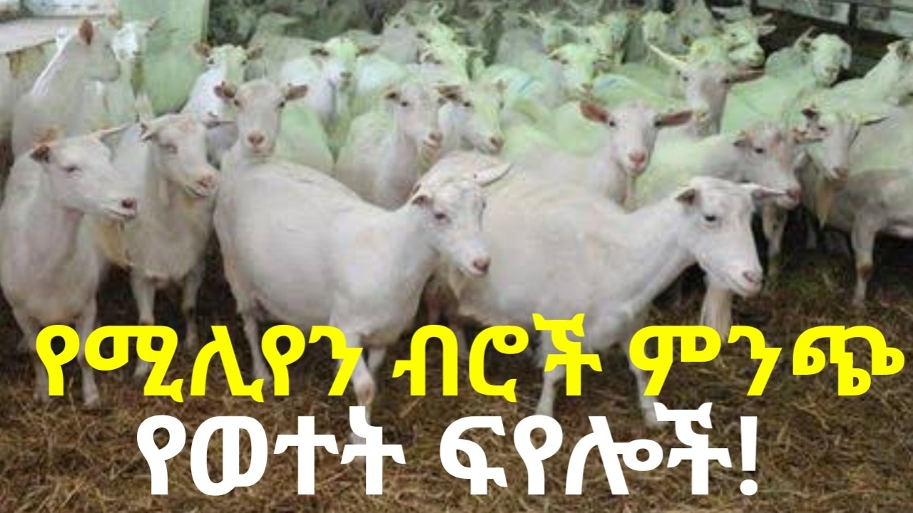 ልብ ያልተባለው የሚሊየን ብሮች ምንጭ! የወተት ፍየሎች እርባታ ያልተነካና አትራፊ የሥራ ዘርፍ ነው! #dairygoats #goatfarming #dairy