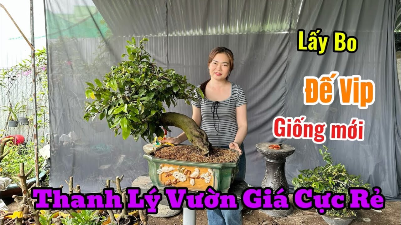 SBBL-Giảo Như Ý-Cúc Thọ Hương-Bonsai-Siêu Rẻ-20/3/26-Vườn Mai Thùy Trang.