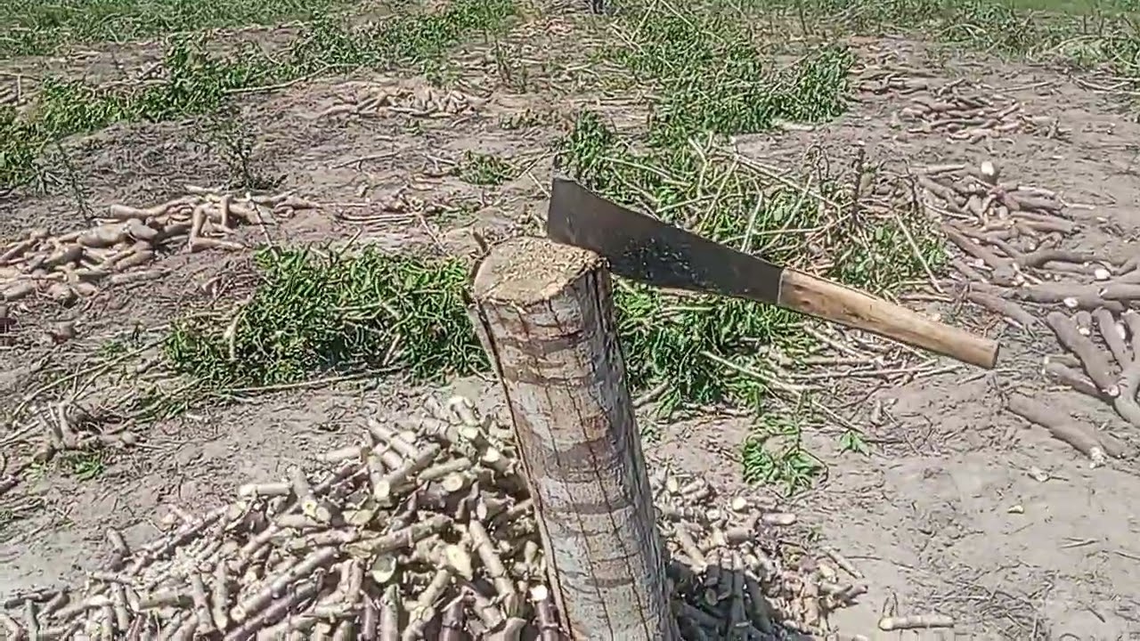 Dia de colheita da mandioca. um olhar a mas  para variedade BRS formosa.