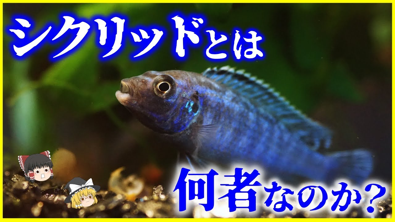 【ゆっくり解説】驚きの進化戦略&hellip;「シクリッド」とは何者か？を解説/親以外が参加する子育て「協同繁殖」とは？