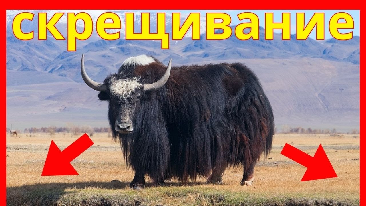 как скрещивать правильно, секреты гибридизации