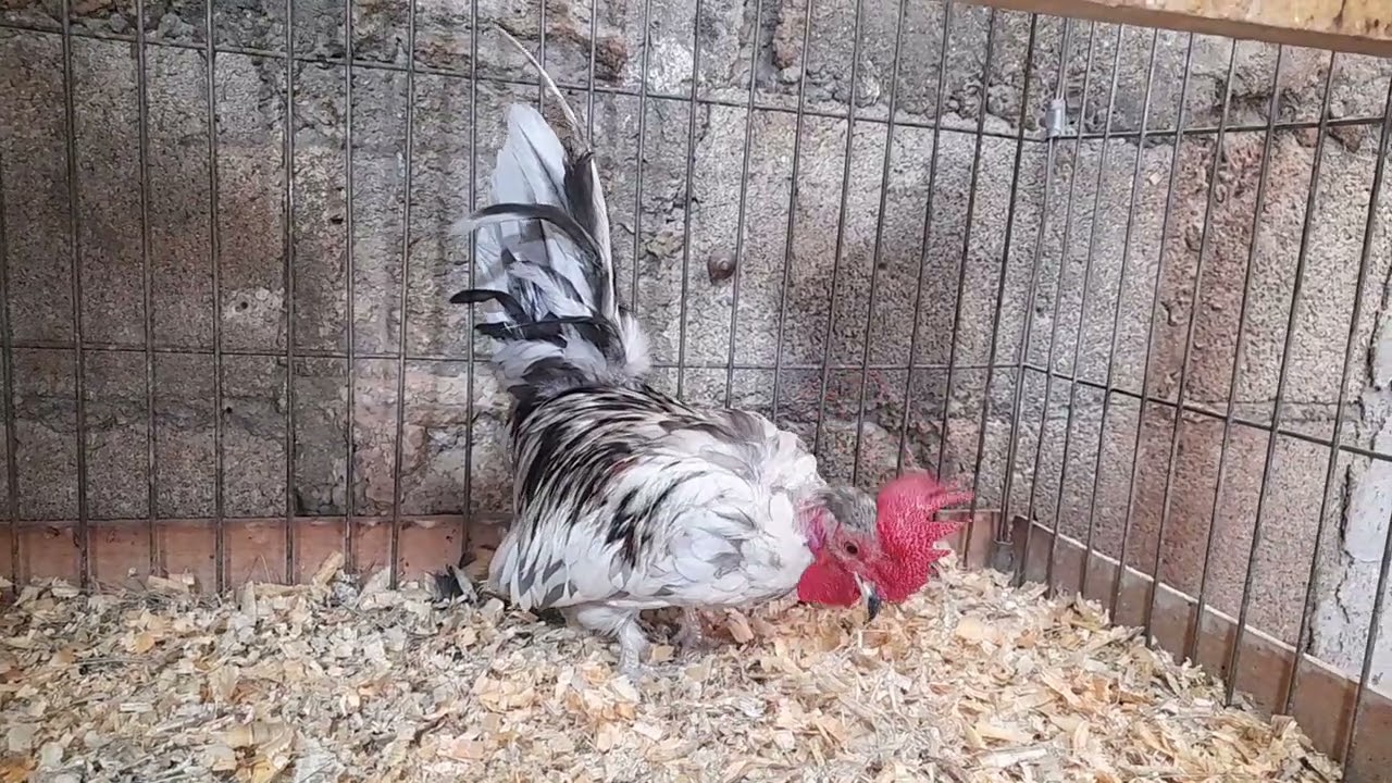 Los transilvanos de Azteca