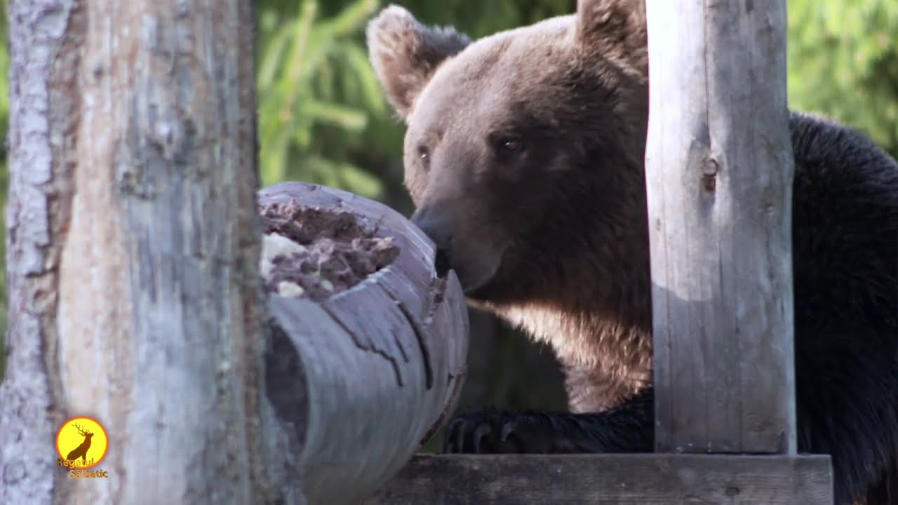 Vanatoarea de urs in Romania / Bear hunting in Romania / B&auml;renjagd in Rum&auml;nien / Caccia all'orso