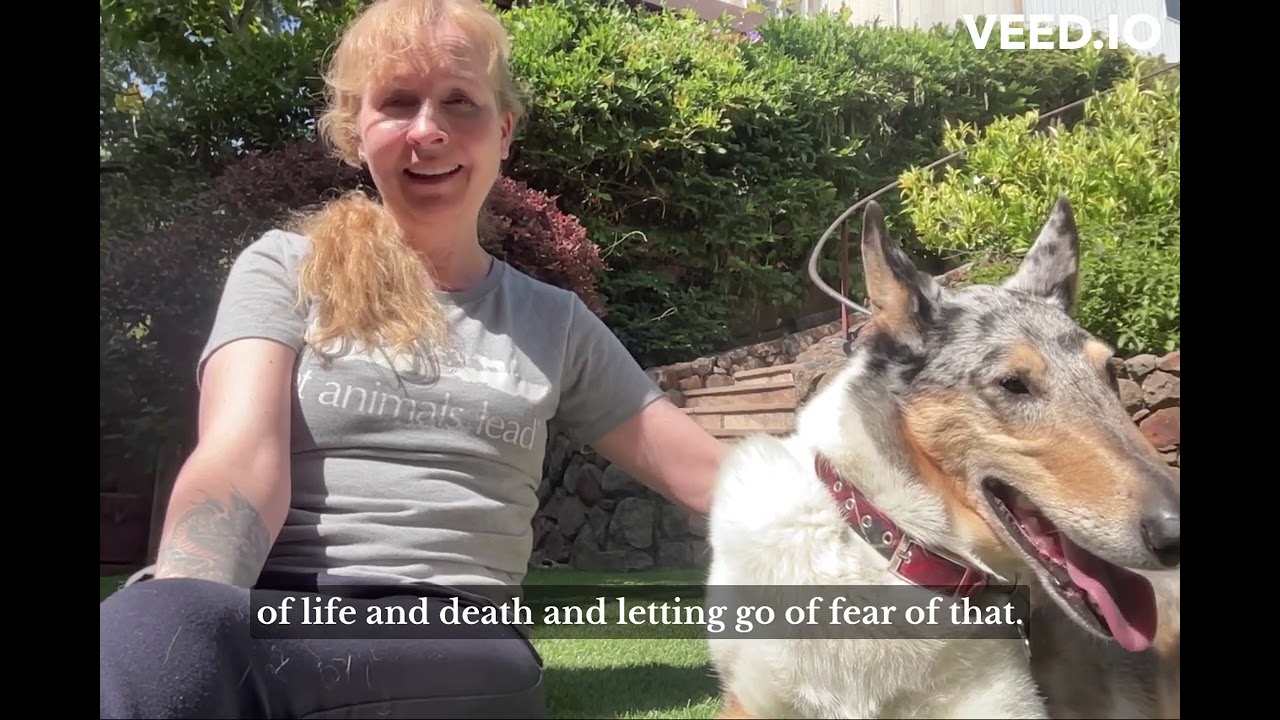 Let Animals Lead® Animal Reiki: Tips for letting animals teach us!