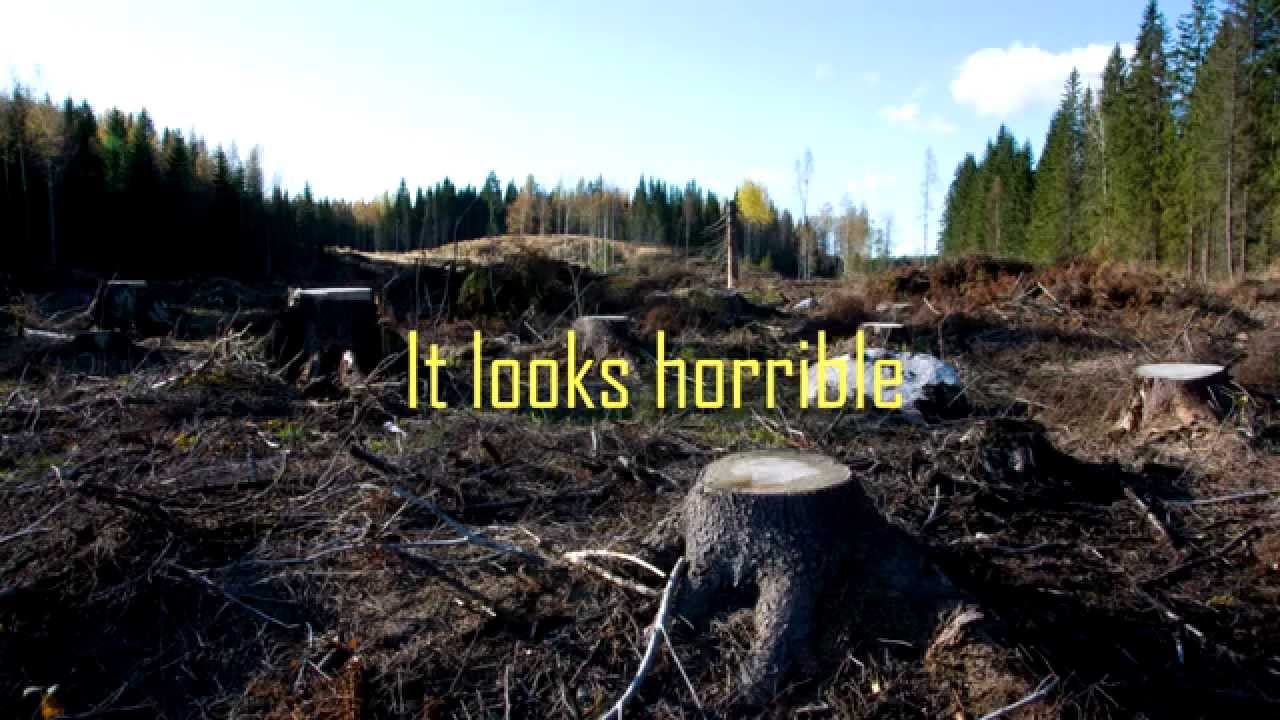 Clear Cutting Pros and Cons