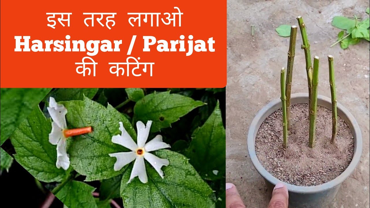 हरसिंगार पारिजात की कटिंग ऐसे लगाओ लग जाएगी, Harsingar ki cutting kaise lagae, Parijat Nightjasmine