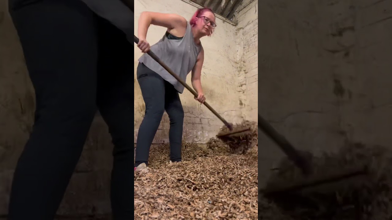 CARDBOARD? For horse bedding! #horse #equestrianvlog #equestrian #asmr #horse