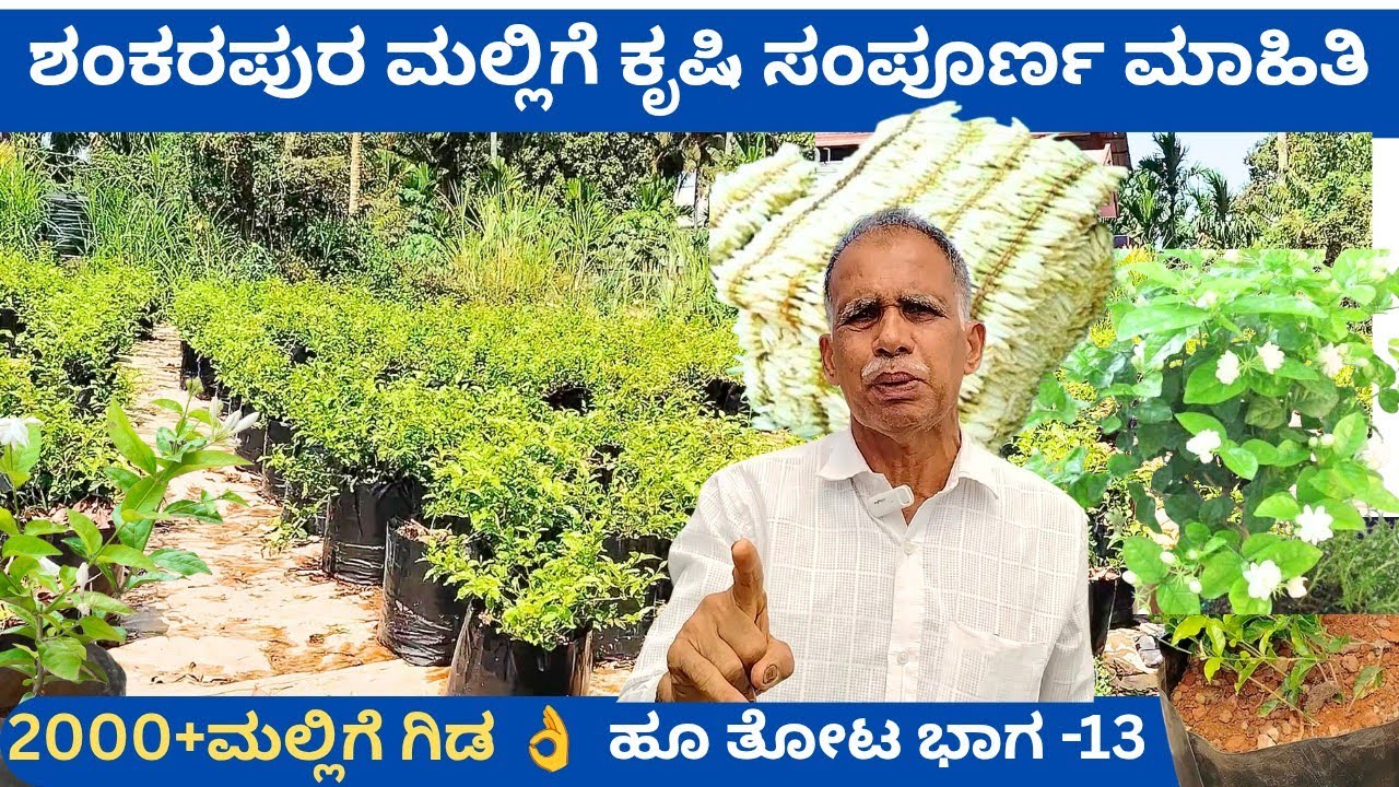ಮಲ್ಲಿಗೆ ಕೃಷಿಯ A 2 Z ಮಾಹಿತಿ‼️ಗ್ರೂ ಬ್ಯಾಗ್ ನಲ್ಲಿ 1000+ ಗಿಡಗಳನ್ನು ಸಾಕಿ ಲಾಭಗಳಿಸುತ್ತಿರುವ ರಾಮಕೃಷ್ಣ ಶರ್ಮರು