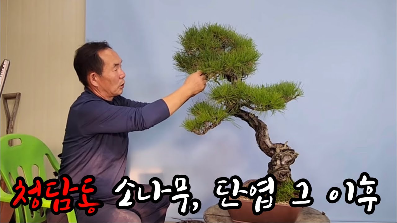 분재관리 345강