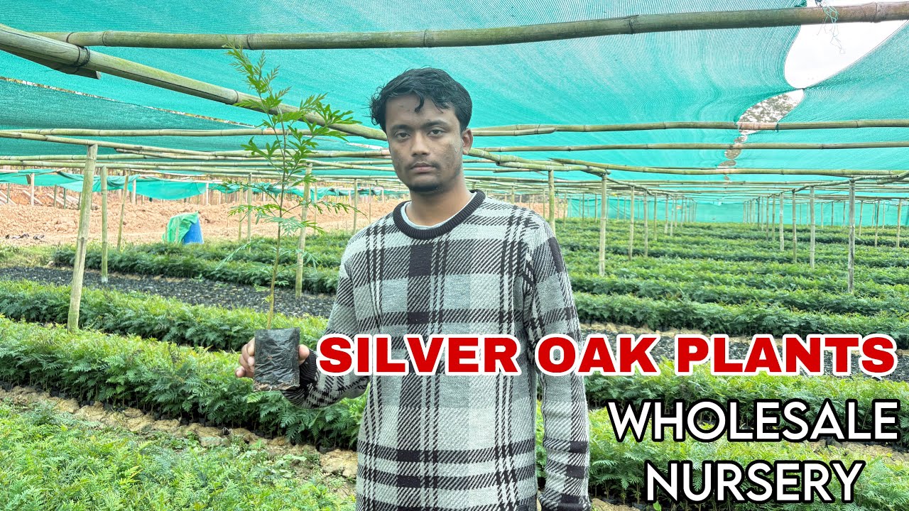 SILVER OAK PLANTS | SILVER OAK PLANTS READY FOR SALE | WHOLESALE NURSERY #silveroak #silveroakplants