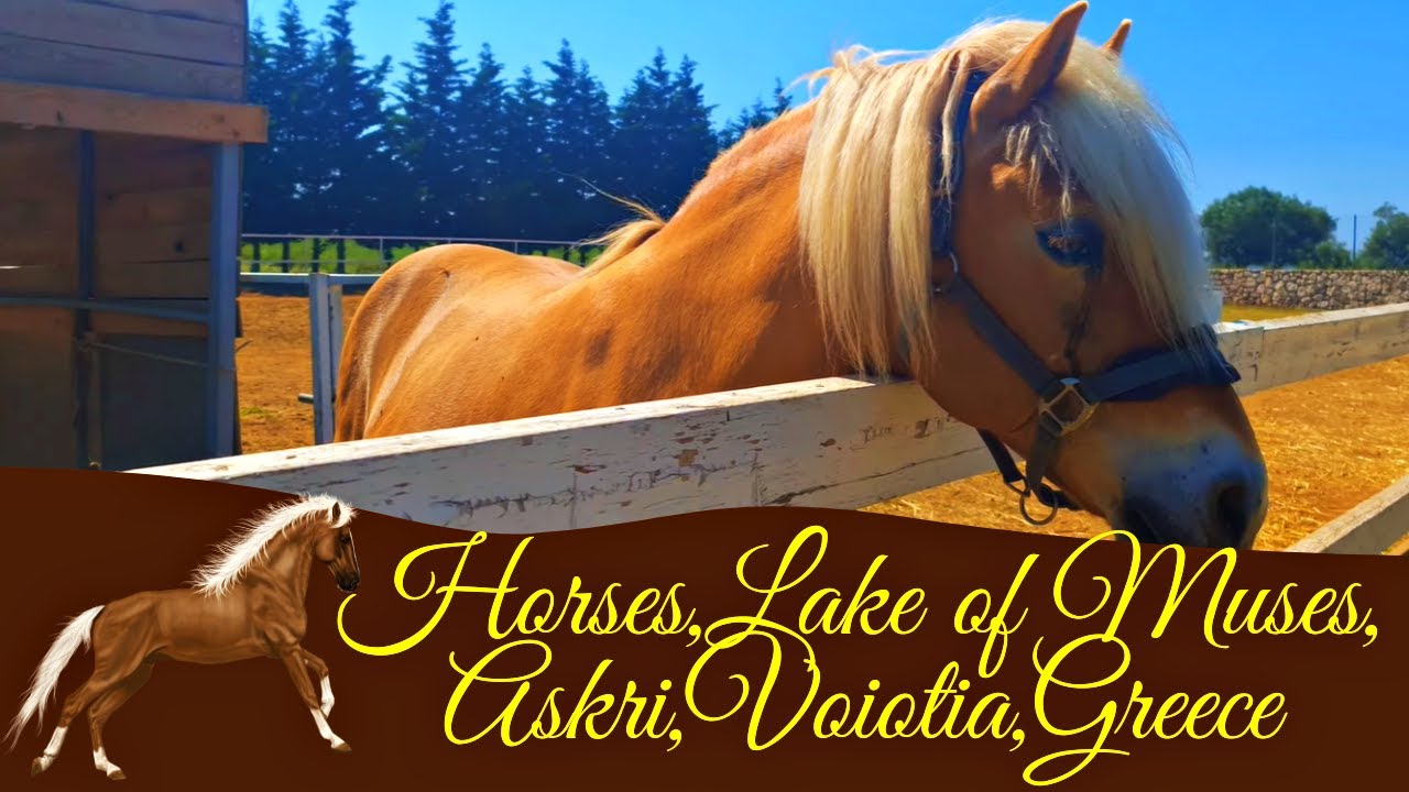 🐴🏇🌲🐞🌳Horses Roaming by the Lake of the Muses,Askri,Voiotia!🐎🍂🐎🐎🏞️🌱