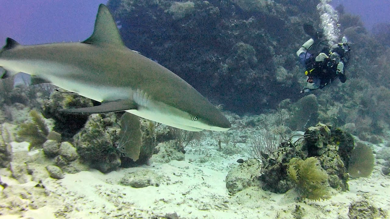 Diving in Grand Cayman - April 2024