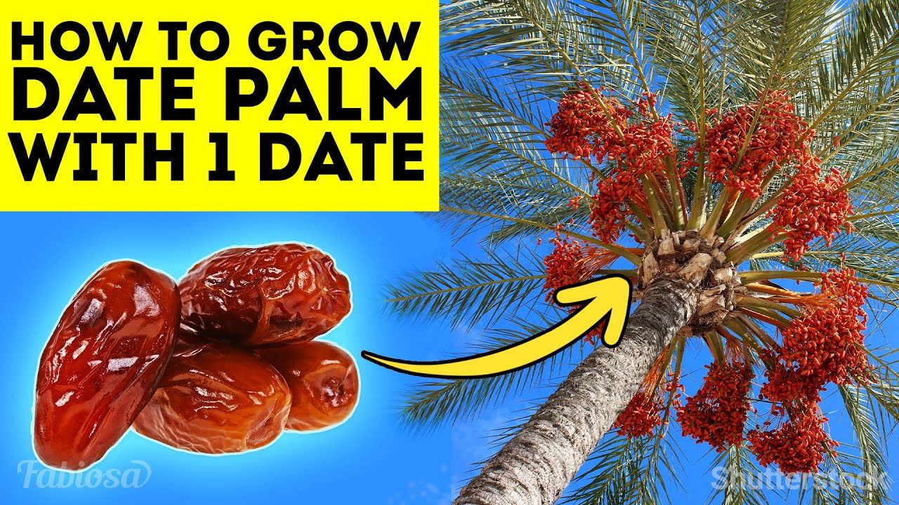 Grow dates sweeter than in Egypt in just 3 steps