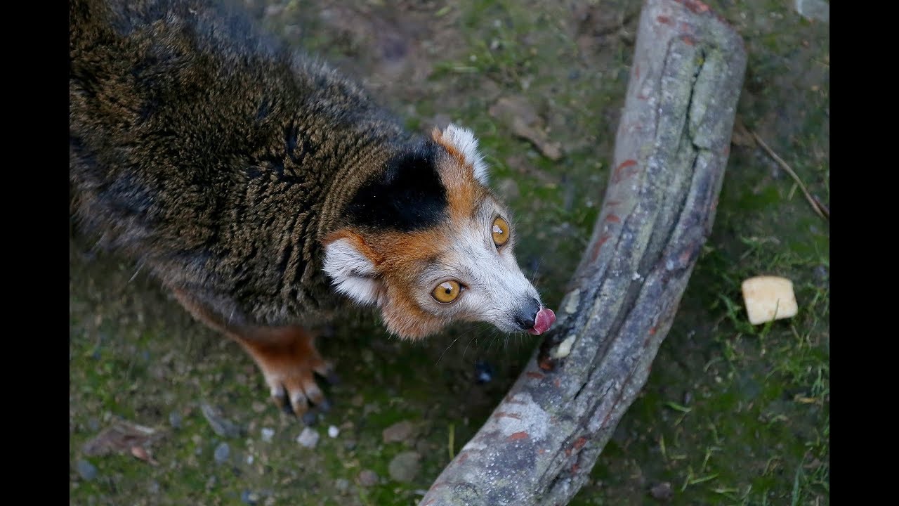 Meet Oakland Zoo's two new crowned lemurs