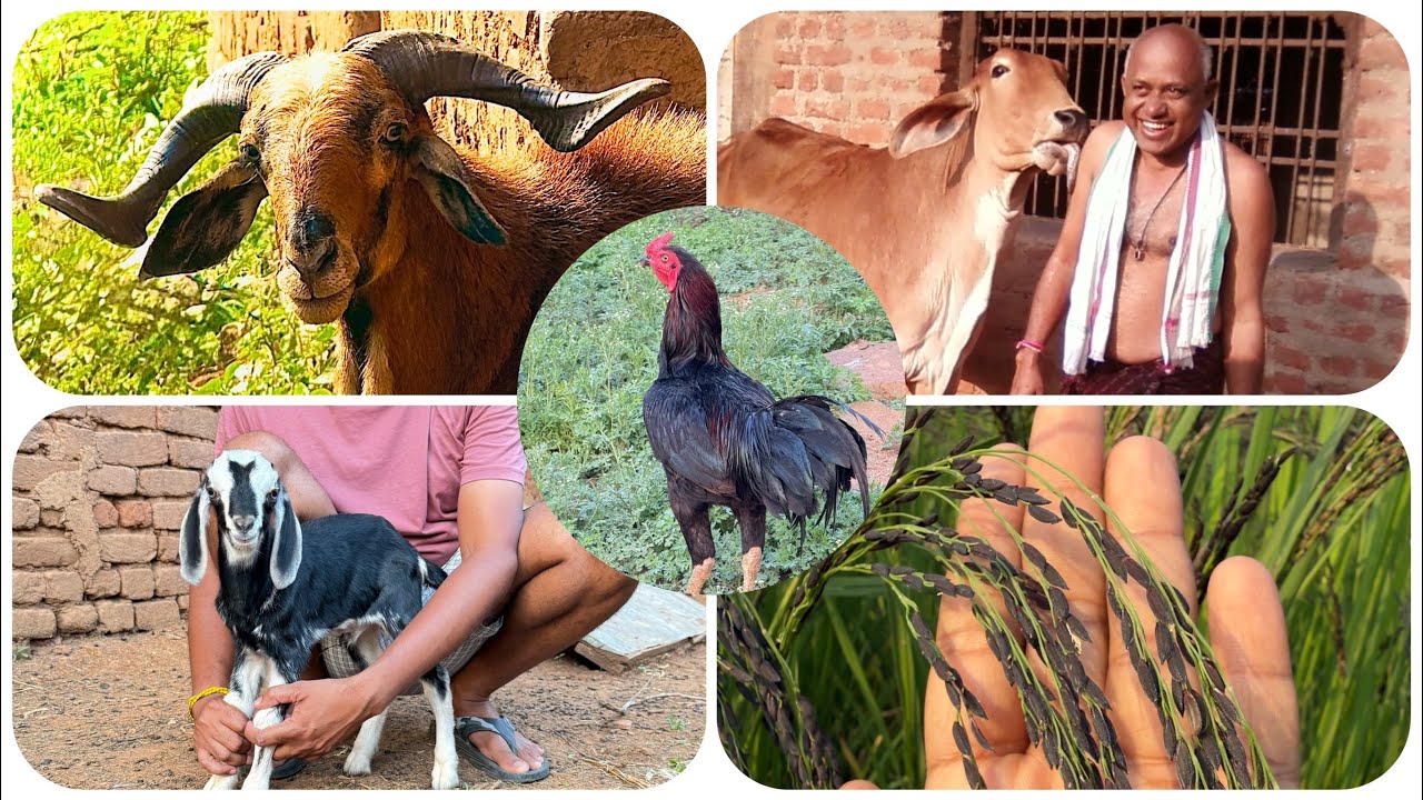 आर्गेनिक खेती का आधार इंटीगेटेड फार्मिंग सिस्टम का मेरा नमूना एग्रीकल्चर ऑफिसर द्वारा।
