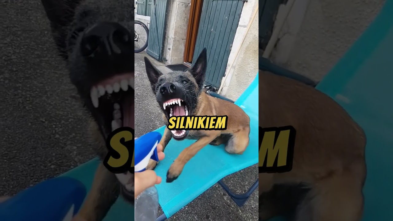 To NIE jest pies. To oddział specjalny na czterech łapach 🐾💣