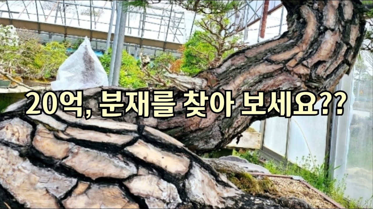 20억, 분재를 찿아 보세요??