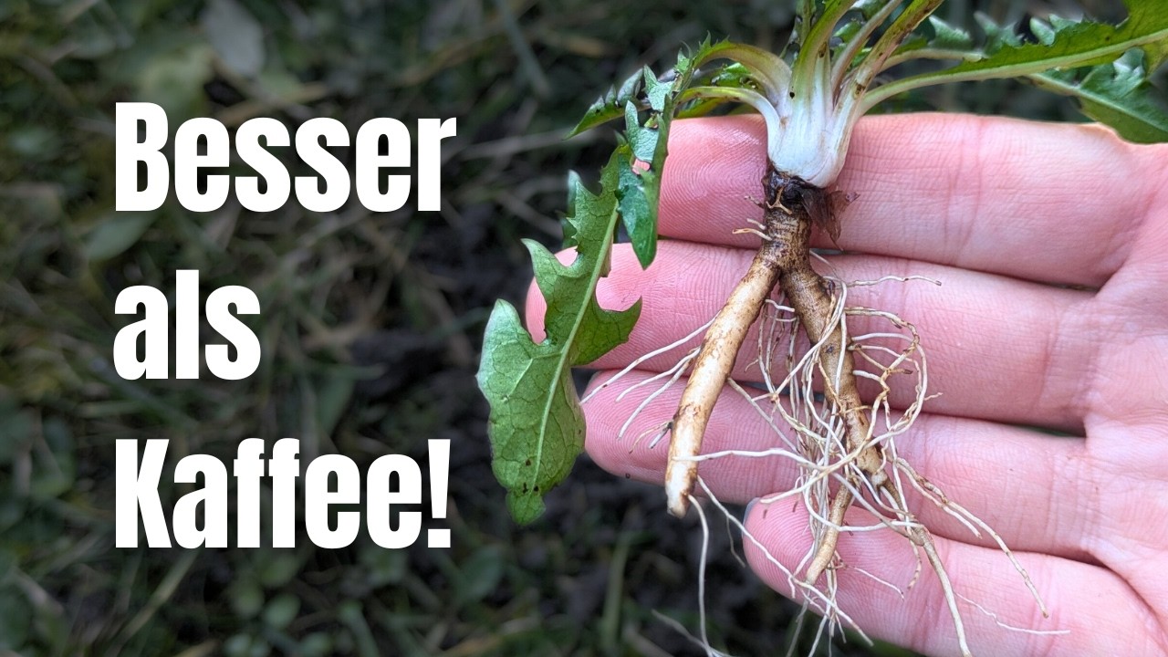 Löwenzahnwurzel: gesünder als Kaffee! Heimisches Superfood vor deiner Haustür 🌿