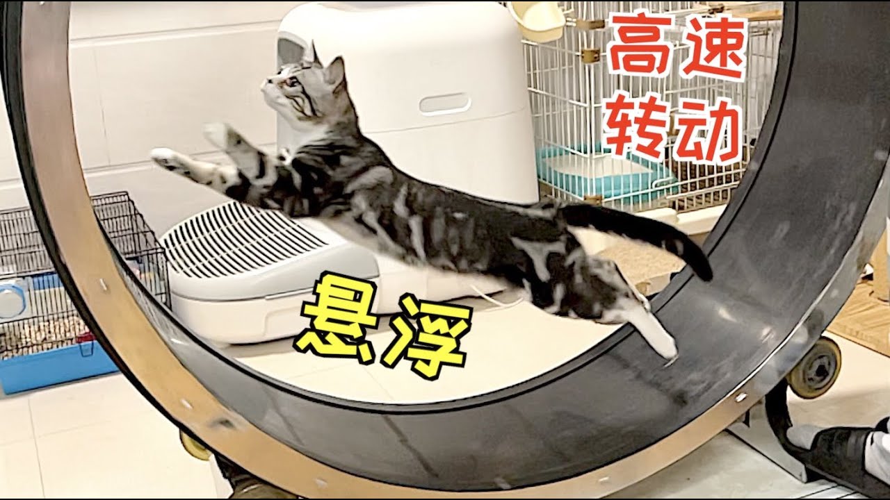 给猫做了台跑步机，猫跑的都悬浮了！直接变UFO【蒂姆嘟嘟Tim】